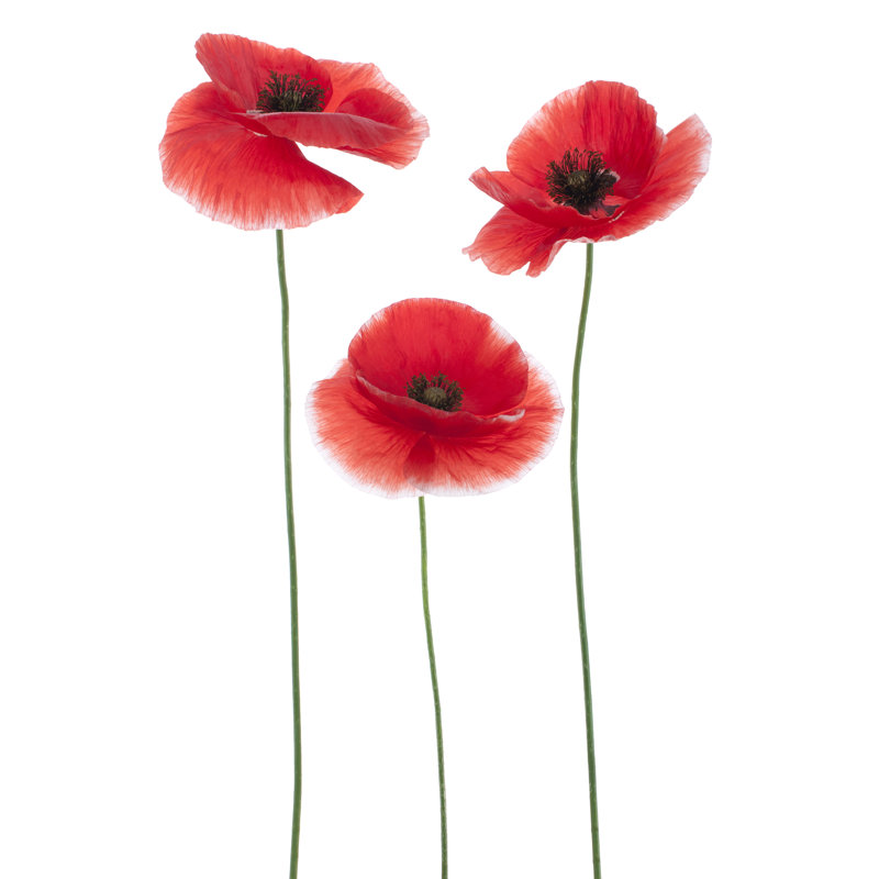 Three Red Poppies On A White Background - Wrapped Canvas Painting, 46cm H x 30cm W