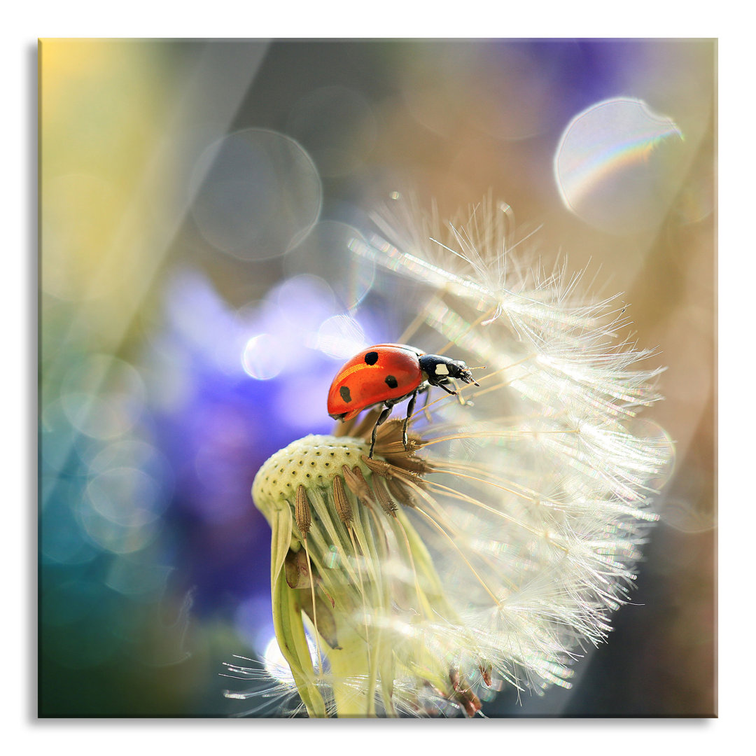 Ungerahmtes Foto auf Glas "Ladybird on Dandelion"