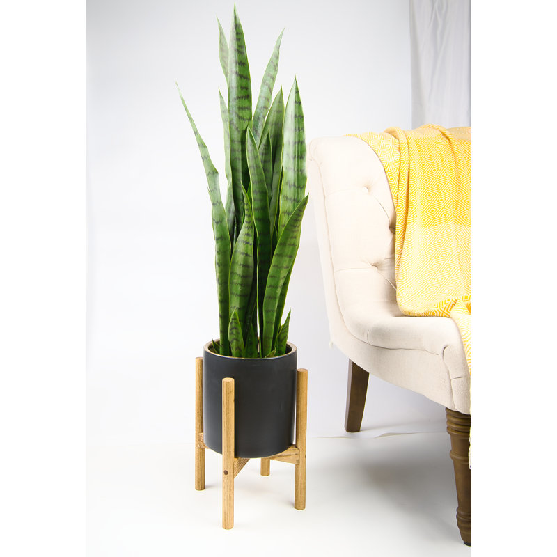 Dunwoody Handmade Planter, Black Golden Ring/Special Walnut
