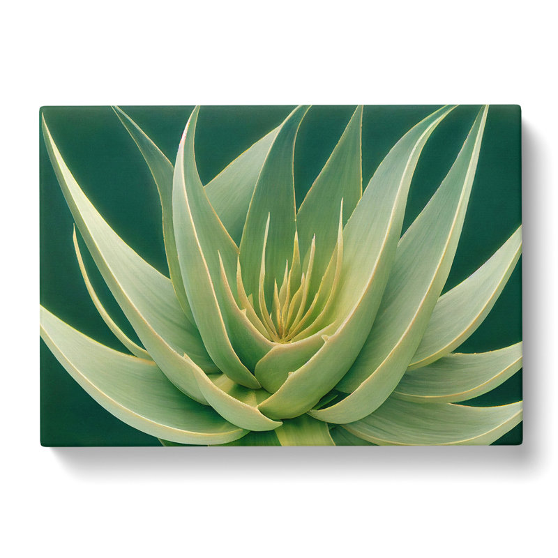 Beguiling Aloe Vera Plant - Wrapped Canvas, 35cm H x 50cm W x 3cm D