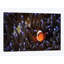 « a clownfish », reproduction d’impression sur toile-32116420-72129708-72129709