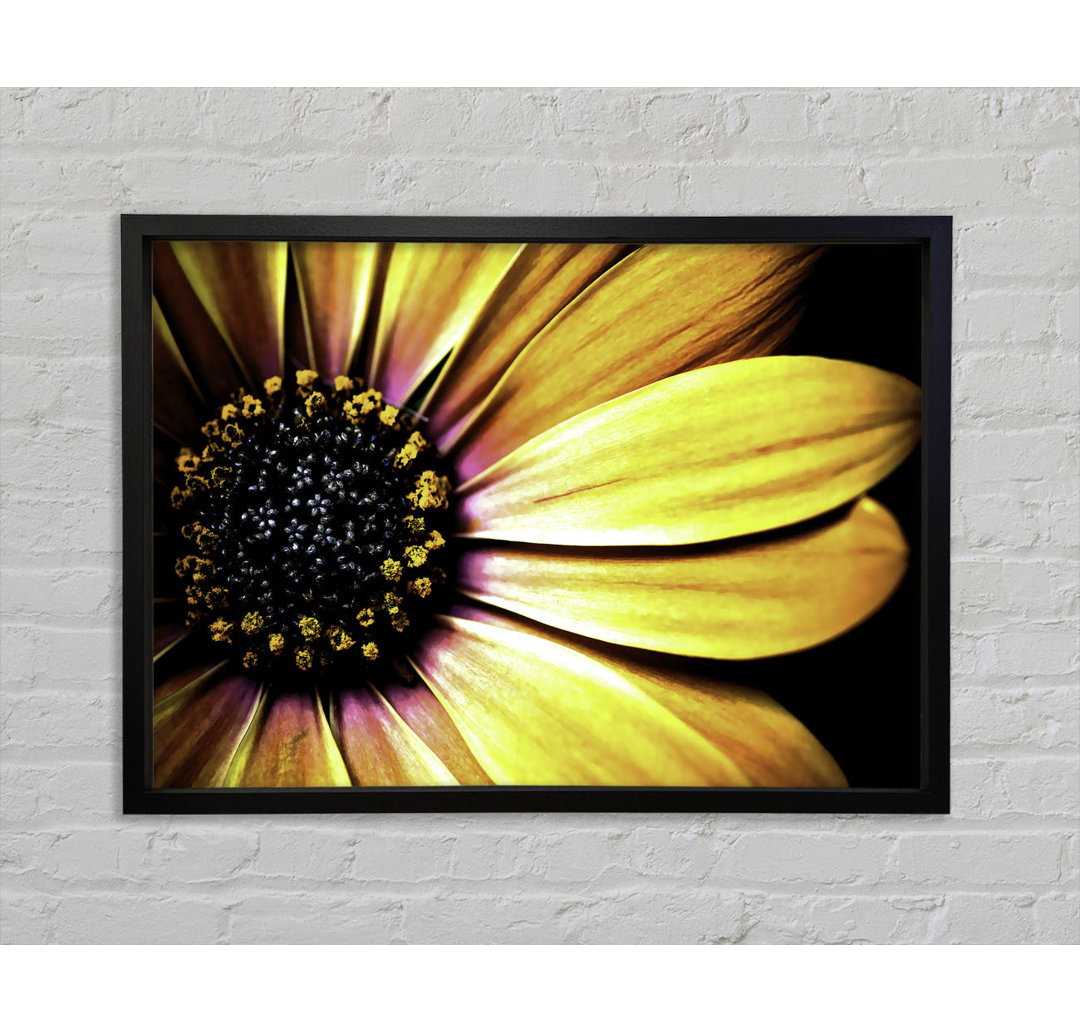 Golden Black Daisy - Einzelner Bilderrahmen Kunstdrucke auf Leinwand