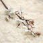 Tige de cerisier en fleurs-1625847138