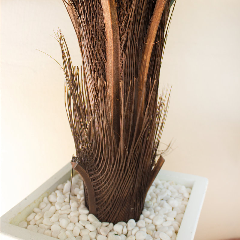 4,5 pi Jardinière Cycas