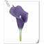 20 pièces de fleurs de lys Calla-945559910