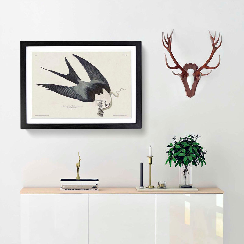 Swallow-Tailed Hawk & Snake by John James Audubon - Framed Print, Black Framed, 27cm H x 36cm W x 2cm D