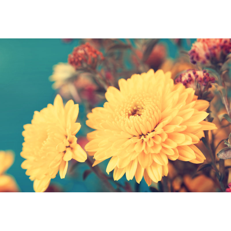 Yellow Aster - Wrapped Canvas Print, 30cm H x 46cm W x 3.8cm D