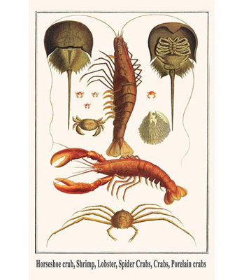 " Horseshoe Crab Shrimp Lobster Spider Crabs Crabs Porelain Crabs " Graphic Art Print