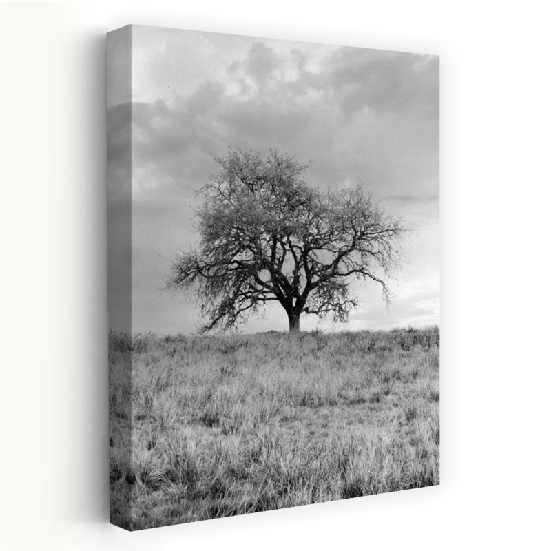 Coastal Oak Series No. 26 - Paysages, photographie, arbres, art, H 24 po x l 16 po