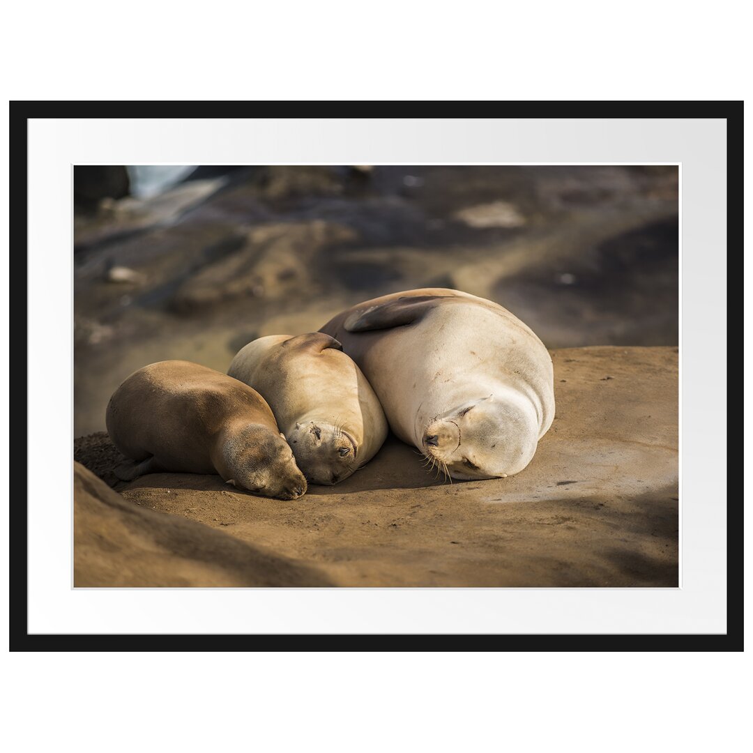 Gerahmtes Poster Familie Seelöwen in der Sonne