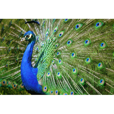 Beautiful Peacock - Photographie sur toile tendue