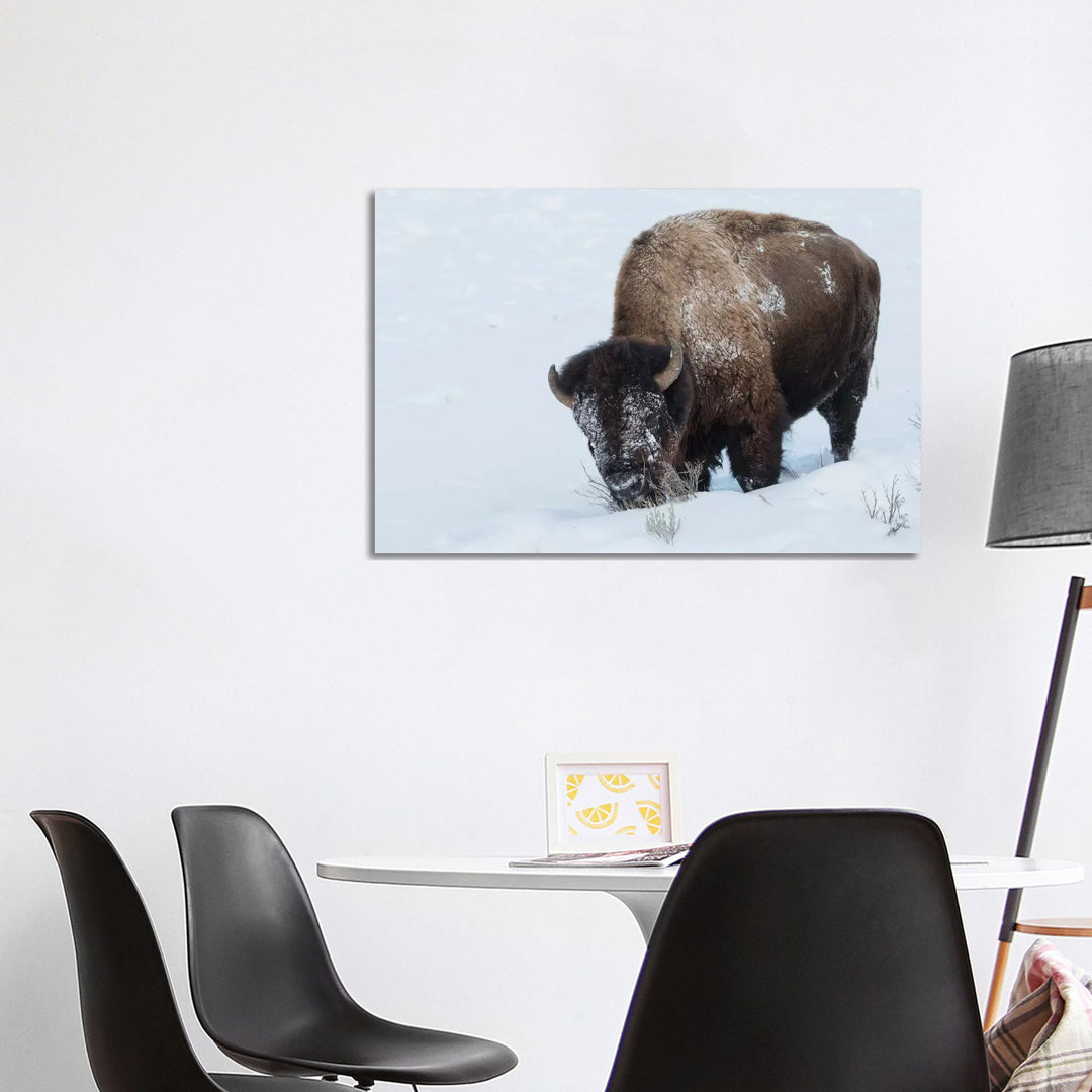 Bison Bulle auf Futtersuche im Tiefschnee von Ken Archer - Galerie-verpackte Leinwand Giclée auf Leinwand