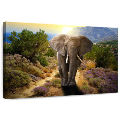 Elephant Frolicking