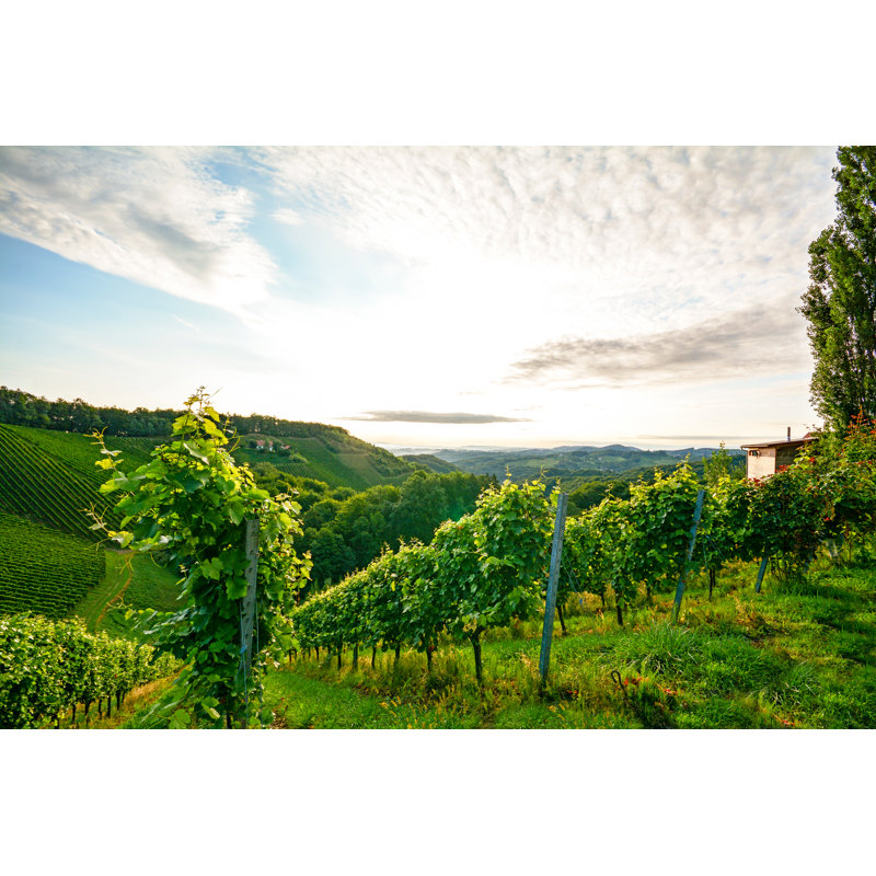 Vineyard in tuscany 1 Piece Wrapped Canvas Wall Art, 61cm H x 91cm W