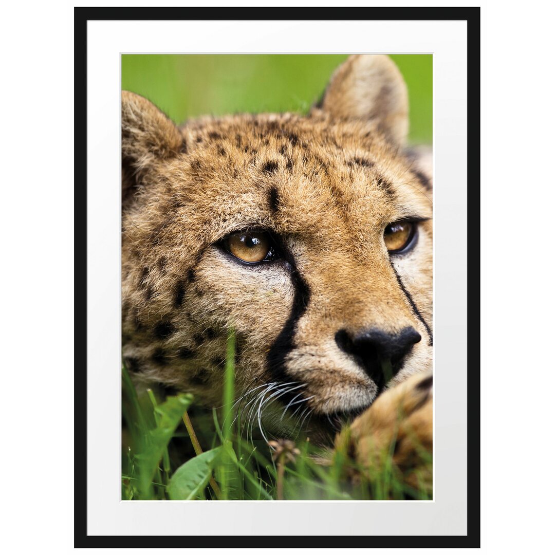 Gerahmtes Poster Gepard im Gras