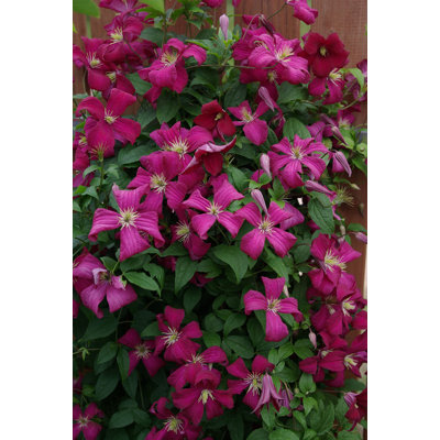 Clematis Madame Julia Correvon - Live Plant in a 4 Inch Growers Pot - Clematis 'Madame Julia Correvon' - Starter Plants Ready for The Garden - Beautiful Maroon Flowering Vine