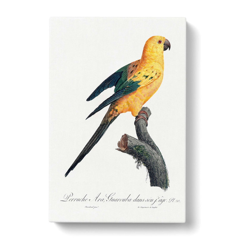 The Sun Parakeet by F. Levaillant - Wrapped Canvas, 50cm H x 35cm W x 3cm D