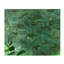 Going Green Painting by F. Elizabeth Douglass-26774738-26774741