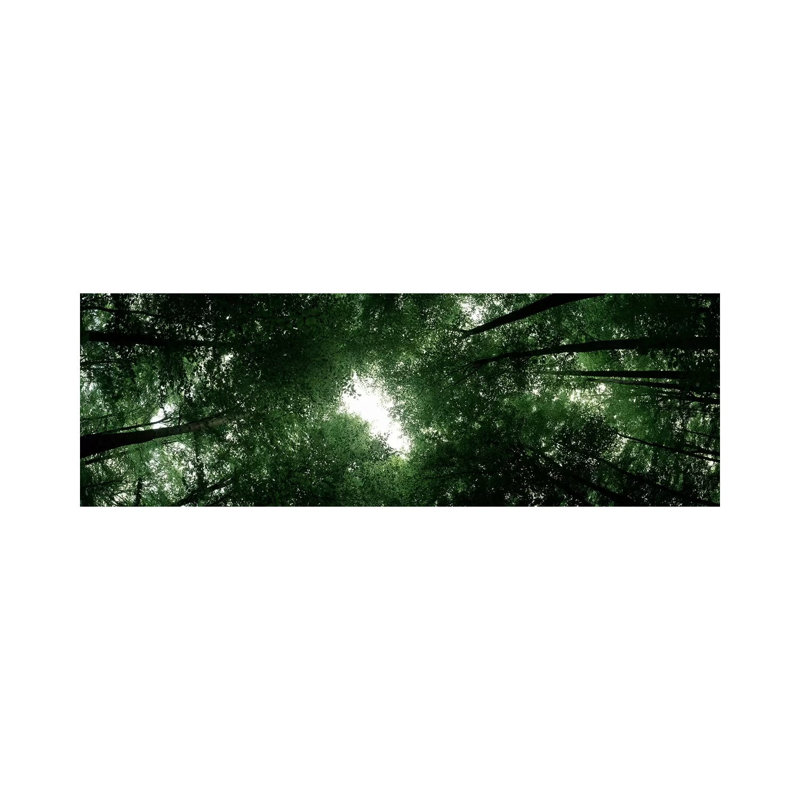Low Angle View Of Beech Trees, Baden-Wurttemberg, Germany - Wrapped Canvas Panoramic Print
