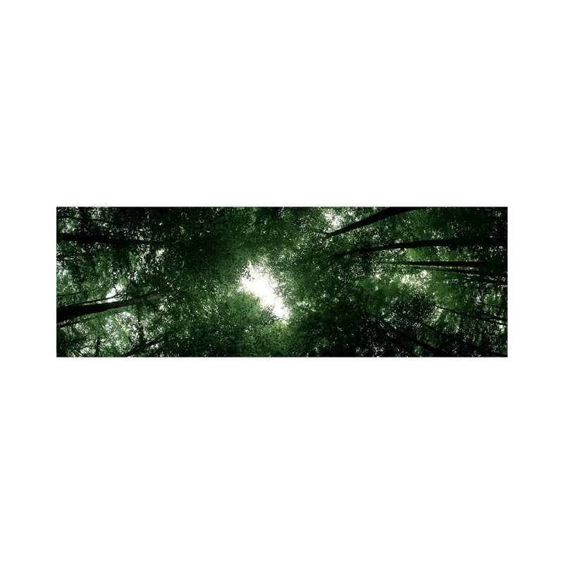 Low Angle View of Beech Trees, Baden-Wurttemberg, Germany 1 Piece Wrapped Canvas Panoramic Wall Art