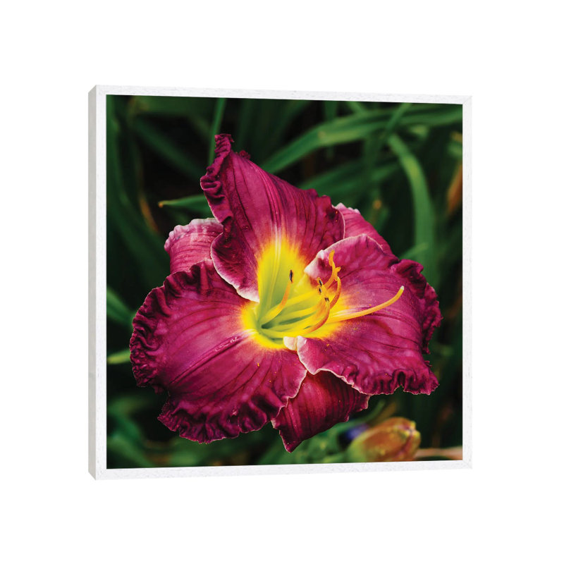 Daylily Garden XII 1 Piece Wall Art on Canvas, 45.72cm H x 45.72cm W x 3.81cm D, White Framed