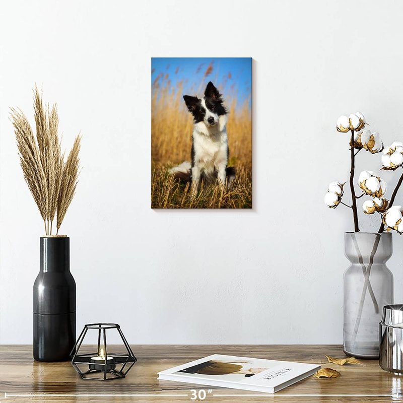 Border collie curieux, H 12 po x l 8 po