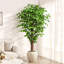 Ensemble de 2 arbres à ficus à 3 branches - votre raccourci pour une maison équilibrée. (Ensemble de 2)