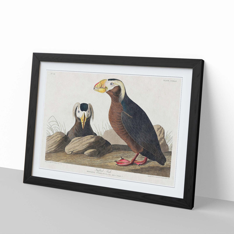 Tufted Puffin Bird by John James Audubon - Framed Print, 48cm H x 65cm W x 2cm D, Black Framed