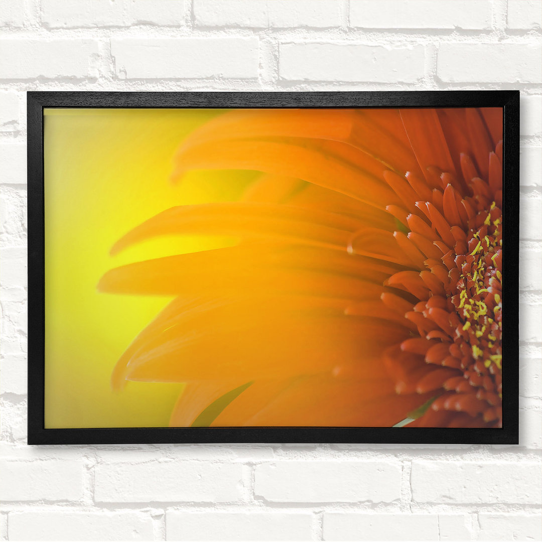 Orange Flower Mist Gerahmter Druck