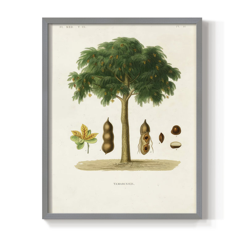 Arbre antique avec fruit, impression encadrée en bois massif, H 11 po x l 9 po, Gris