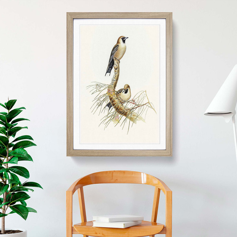 Black-Faced Wood Swallow by Elizabeth Gould - Picture Frame Art Print, Oak Framed, 48cm H x 36cm W x 2cm D