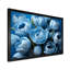 «Azure Blue Tulips Bloom I» sur toile-97030262-97030267