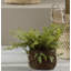 Conservatory Fern Plant in Pot