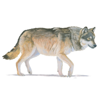 «Northern Wild II Crop» par James Wiens - impression sur toile tendue