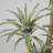 102'' Faux Agave Tree