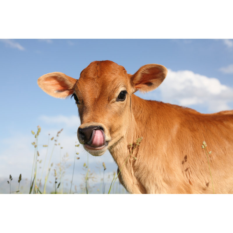Tongue In Nose - Wrapped Canvas Print, 61cm H x 91cm W x 3.8cm D