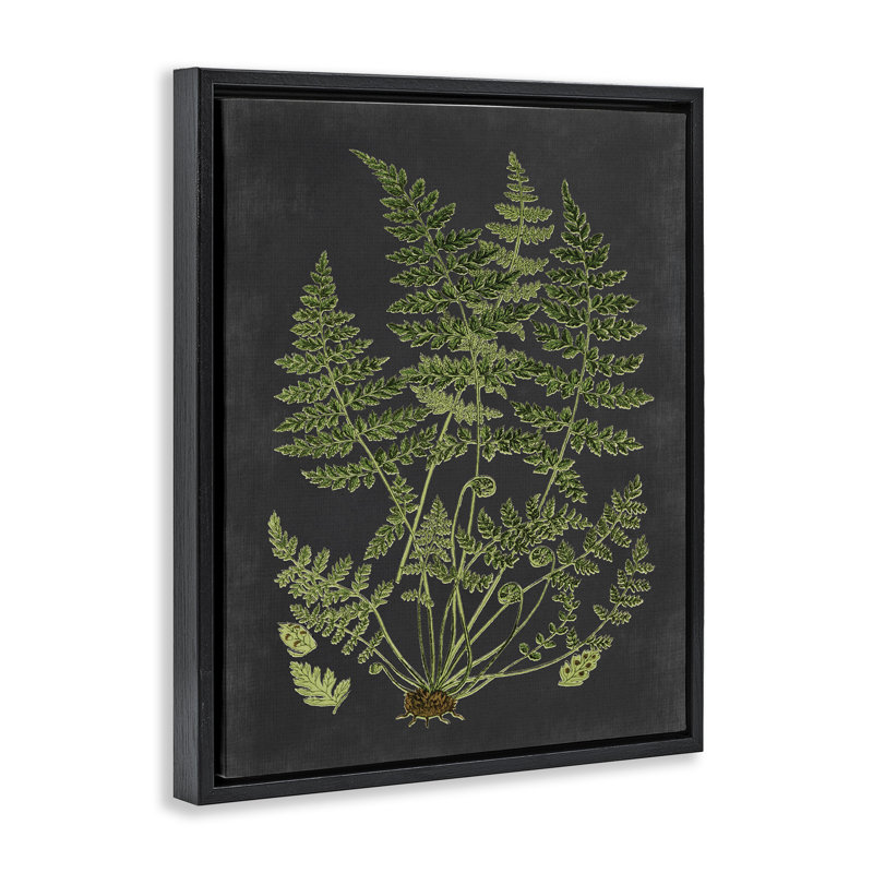 Scientific Botanical Fern Drawing, 21" H x 17" W, Jet Black Floater Frame