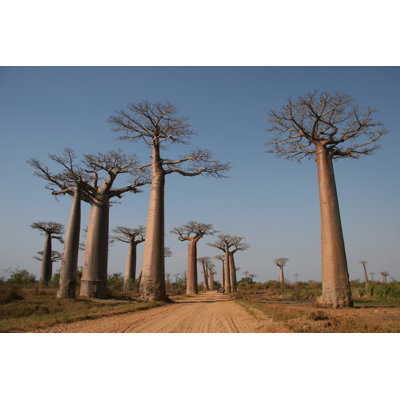 " Avenue De Baobab " by Kkaplin