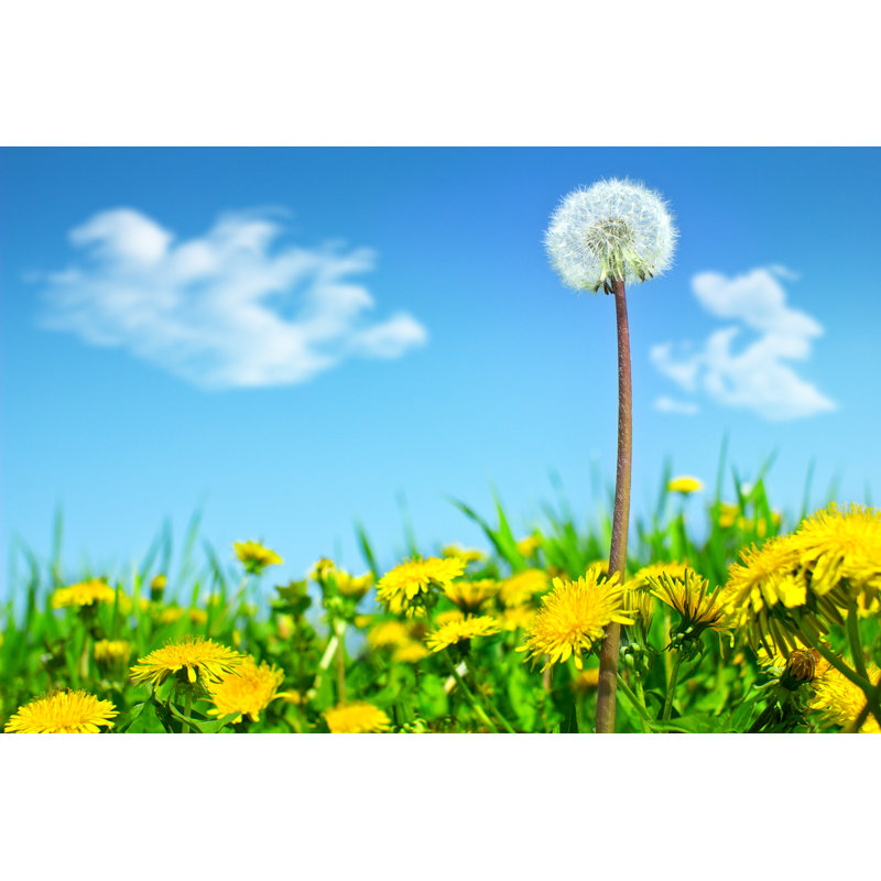 Super Dandelion - Wrapped Canvas Print, 20cm H x 30cm W x 3.8cm D