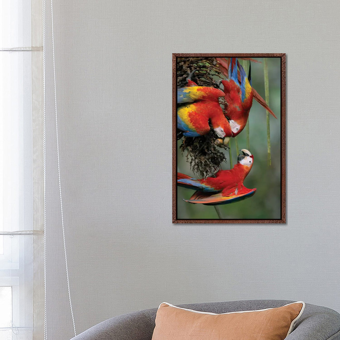 Scarlet Macaw Trio Feeding On Palm Fruits, Costa Rica von Tim Fitzharris - Gallery-Wrapped Canvas Giclée on Canvas