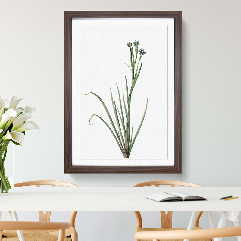 Bermudiana Flowers by Pierre-Joseph Redoute - Single Picture Frame Painting, Walnut Framed, 33cm H x 24cm W x 2cm D