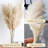 Preserved Pampas Grass – 59-Inch Tall, Neutral Beige (3 Set)