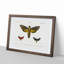 Moth Illustrations Pl.17 by Charles d' Orbigny - Picture Frame Painting Print-55581717-55581719