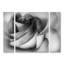 Ensemble de 3 panneaux d'art mural - C. Ray Roth «Shades Of A Rose», art mural sur toile pour le salon, la chambre à coucher ou le bureau 