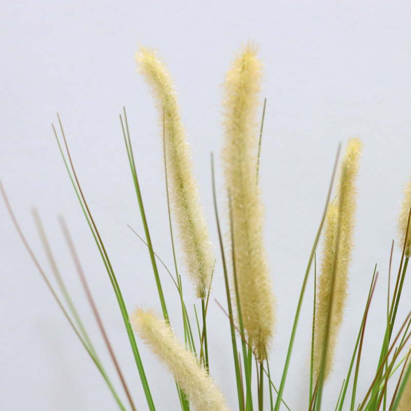 Andin 120cm Plant