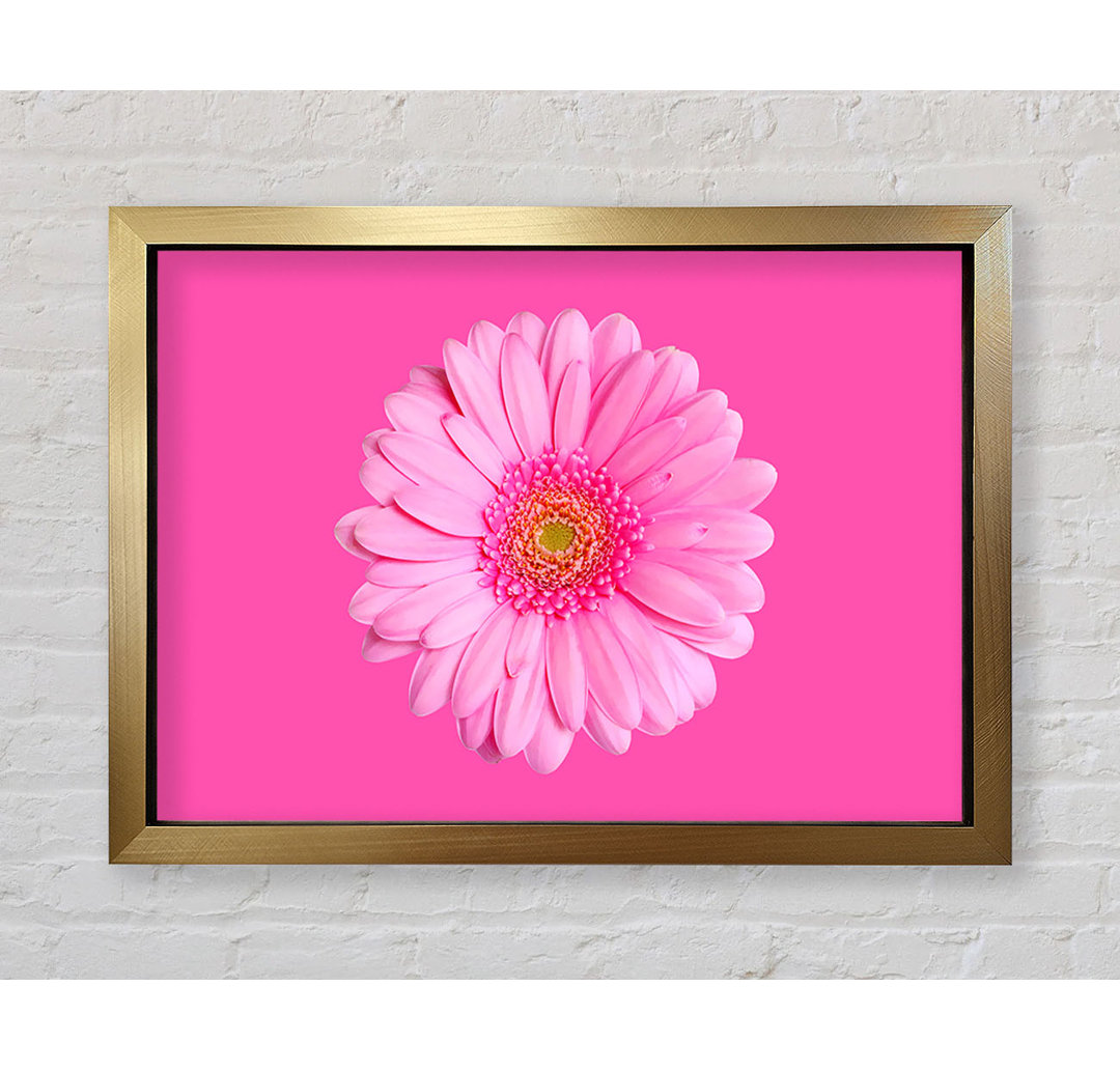 Baby Pink On Pink Gerbera - Einzelner Bilderrahmen Kunstdrucke