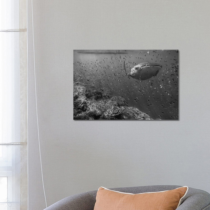 Whale Shark And Reef Fish, Philippines by Tim Fitzharris - Gallery-Wrapped Canvas Giclée on Canvas, 66.04 cm H x 45.72 cm W