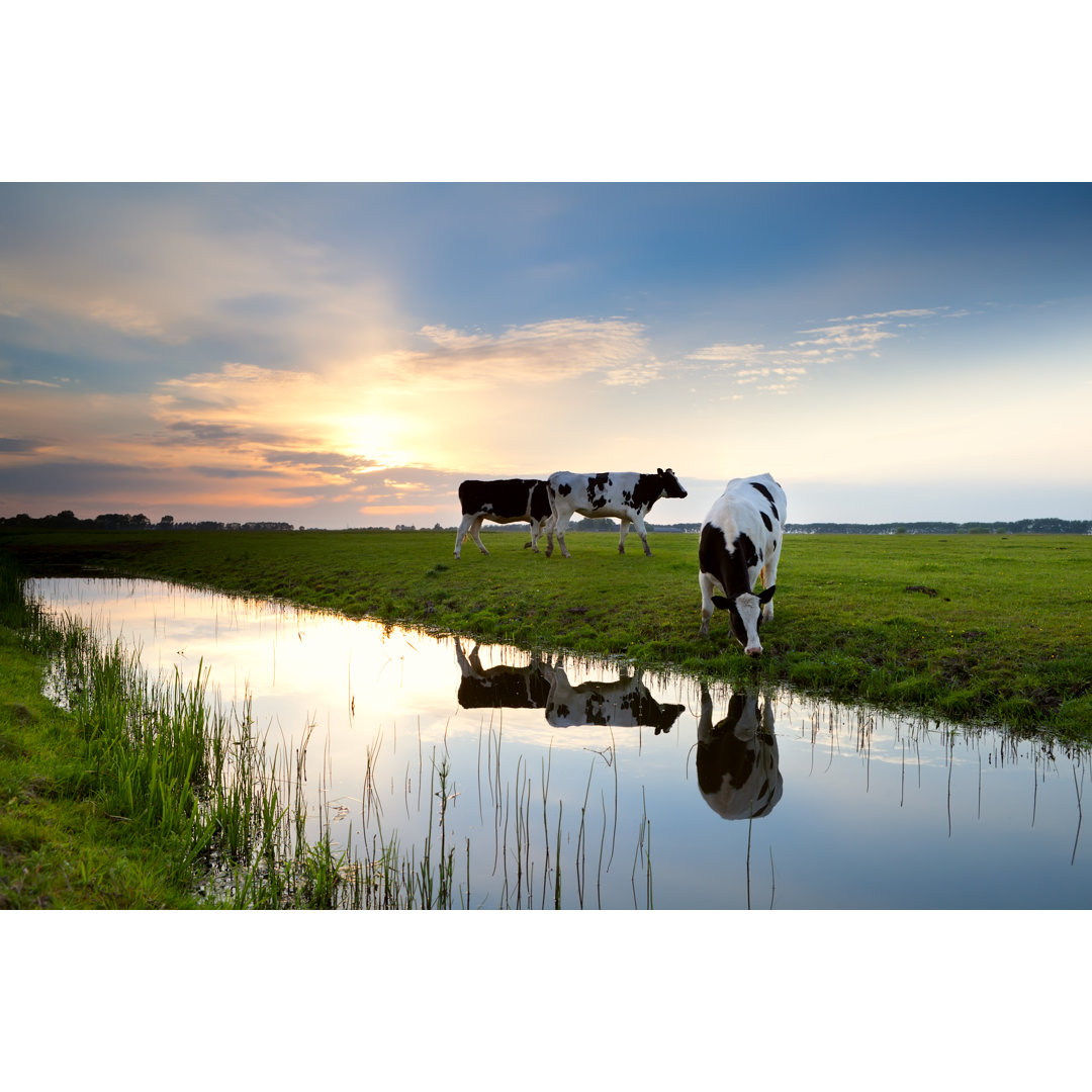 Cows Grazing On Pasture - Wrapped Canvas Print