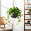 McGrath Hanging Planter-527359314