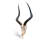 Real Impala Antelope Skull